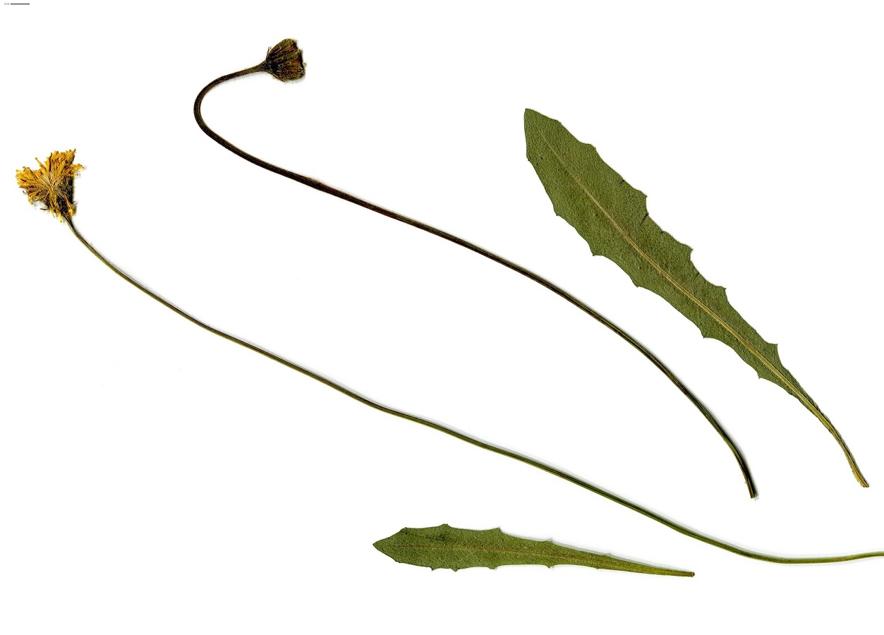 Leontodon hispidus subsp. hispidus (Asteraceae)